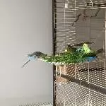 Vogelmiere! Yeah!