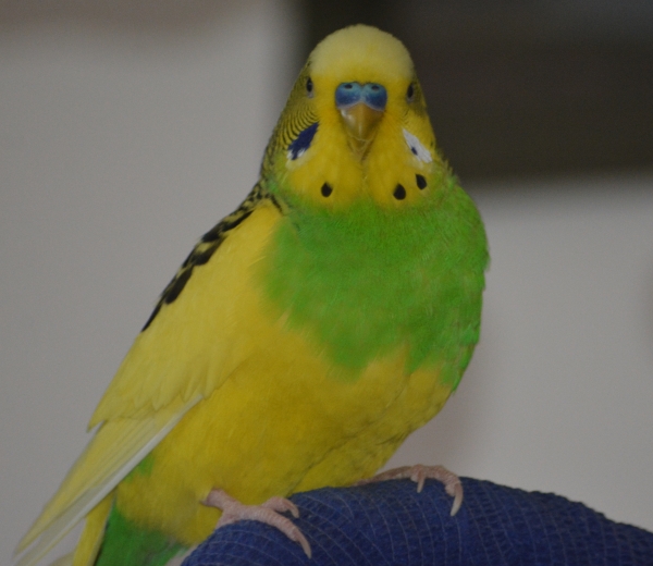 PHPSESSID