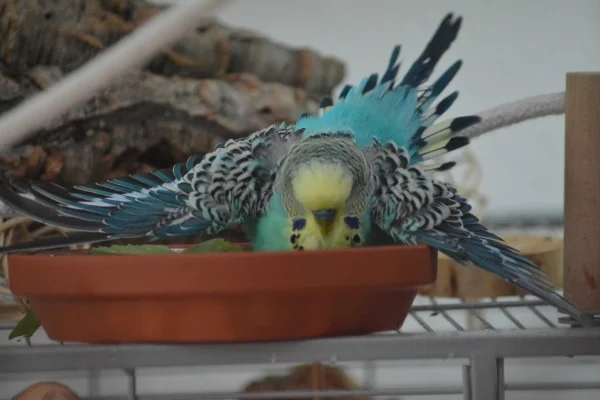 Wellensittich-Bild: Wenn Baby-Spinat in der Wasserschale schwimmt, stürzt Maris sich regelrecht rein. 