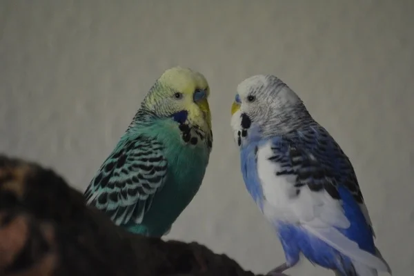 Wellensittich-Bild: Die beiden waren wirklich ein tolles Pärchen und Willis fehlt nicht nur Spinelli und den anderen Jungs. Ich vermisse das durchgeknallte kleine Federvieh.
