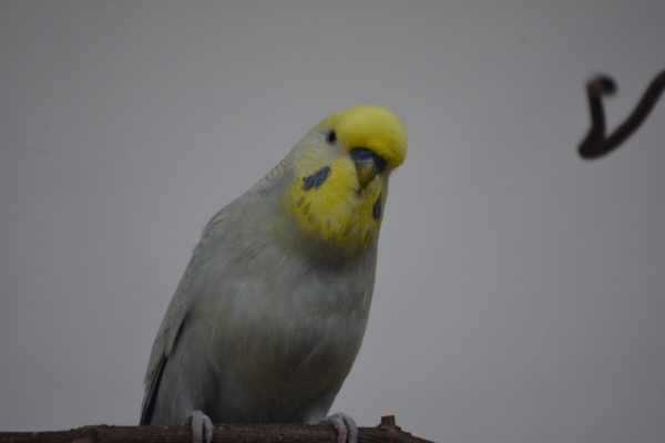 Fynn