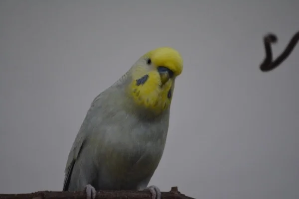 Wellensittich-Bild: Mein Neuzugang Fynn