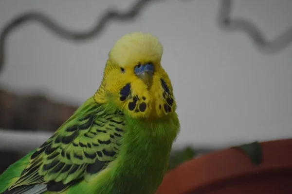 Wellensittich-Bild: Mein Neuzugang Joshy, Nichtflieger