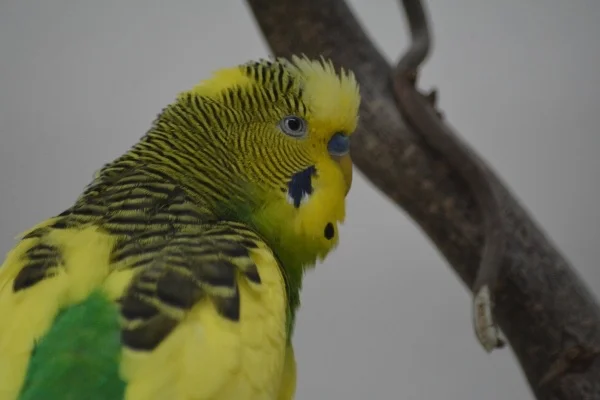 Wellensittich-Bild: Erdbert hat mich im Blick