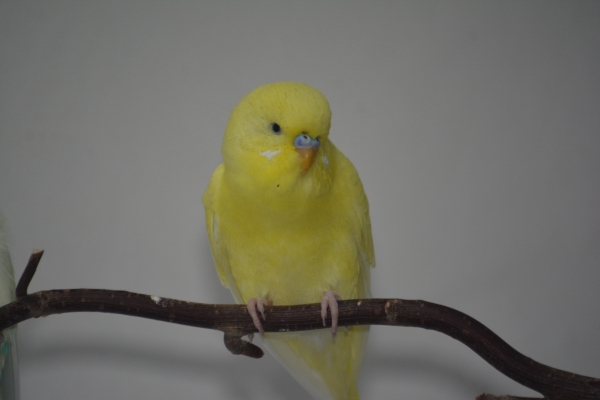 Leo
