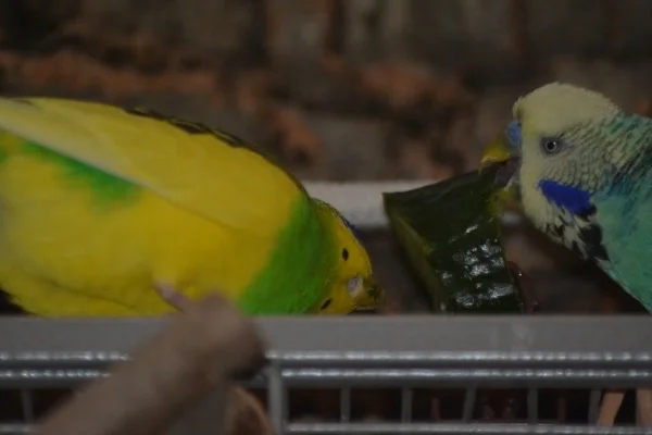 Wellensittich-Bild: Erdbert und Spinelli haben sich eine Etage höher ganz entspannt an der anderen Gurke den Bauch voll geschlagen