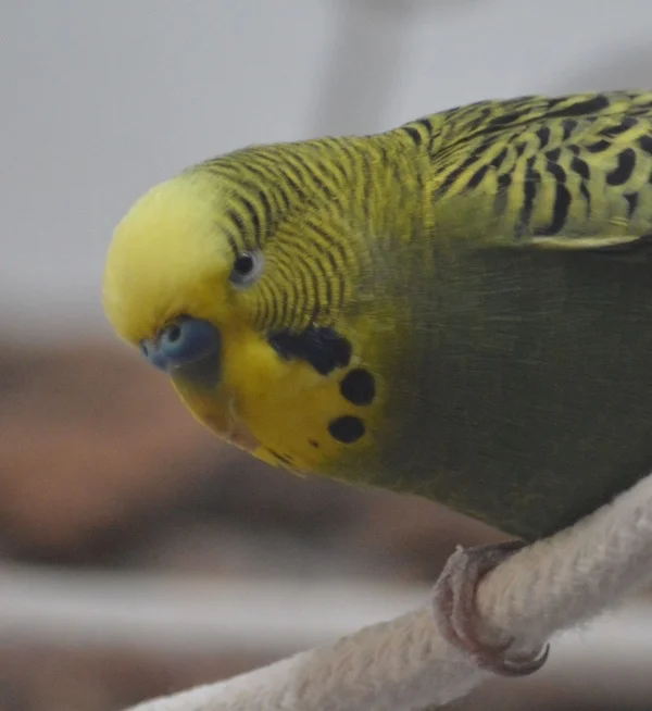 Wellensittich-Bild: Der süße untersucht hier im Vogelzimmer alles und ist viel unterwegs
