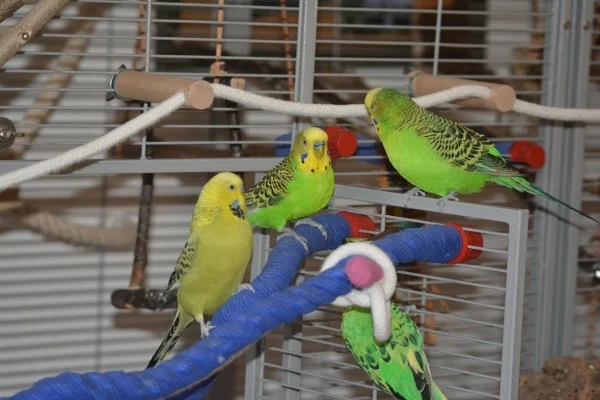 Wellensittich-Bild: Während Emil, Fivo und Murphy sich noch um die gurke herum sortieren, haut sich Tilian von unten kommend schon mal den Bauch voll