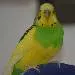 Erdbert