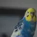 Bob