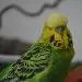 Joshy