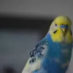 Bob stellt sich vor