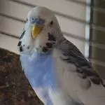 Mein Willis, ein Nichtflieger
