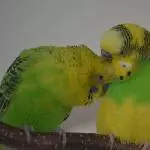 Krümel und Erdbert