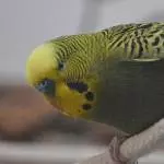 Mein Kiwi