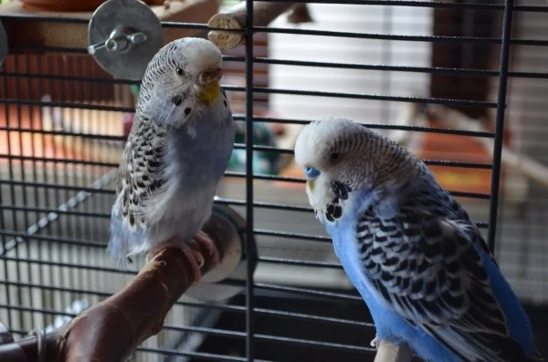 Wellensittich-Bild: Wir sind Sky und Lilli!