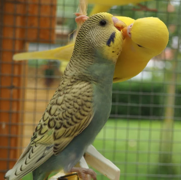 Wellensittich-Bild: wenn ihr denkt ich bin ein Plastikvogel, dann muss ich euch entäuschen;-)