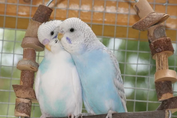 Wellensittich-Bild: Freundschaft muss gepflegt werden
