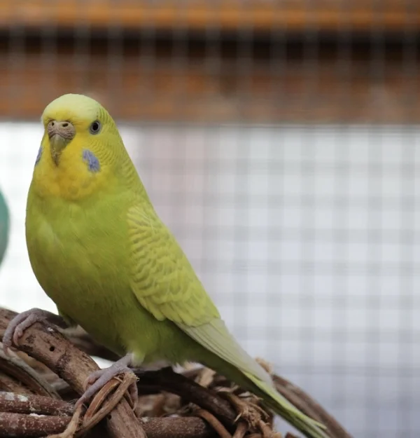 Wellensittich-Bild: hat Anni den Ueberblick