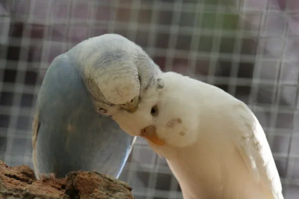 Wellensittich-Bild: Bella und Carlotta beim täglichen Kraulen :-)