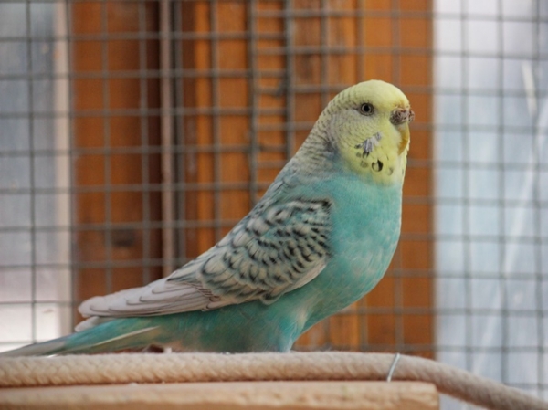 Leni