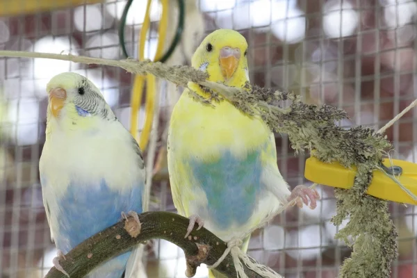 Wellensittich-Bild: Brüderchen und Schwesterchen  