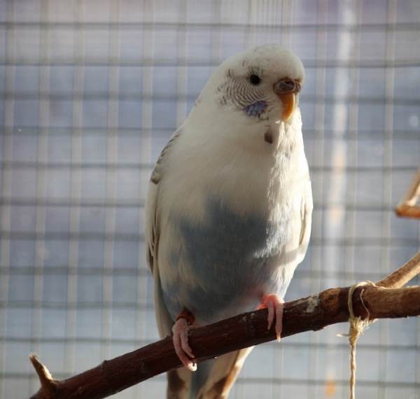 Lieke