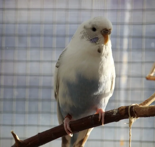 Wellensittich-Bild: die Lieke