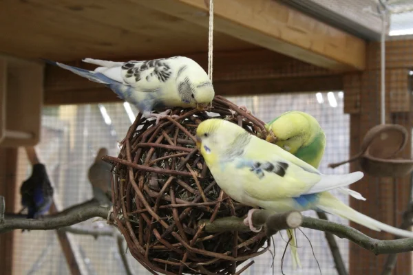 Wellensittich-Bild: Knabbern und nochmals knabbern das lieben meine Mädels