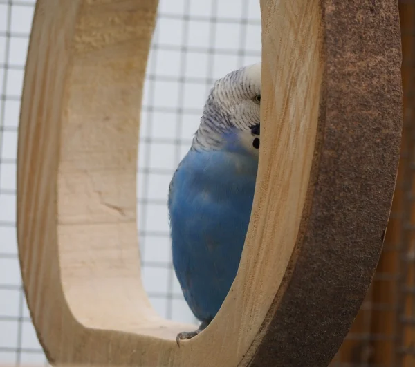 Wellensittich-Bild: verstecken spielen macht echt Spaß :-)