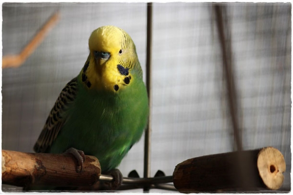 Joris