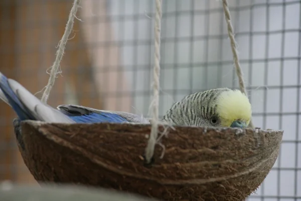 Wellensittich-Bild: Chillen in der Kokosnuss ist auch ne schöne Sache