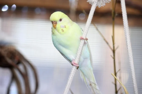 Wellensittich-Bild: Fee, die kleine Akrobatin