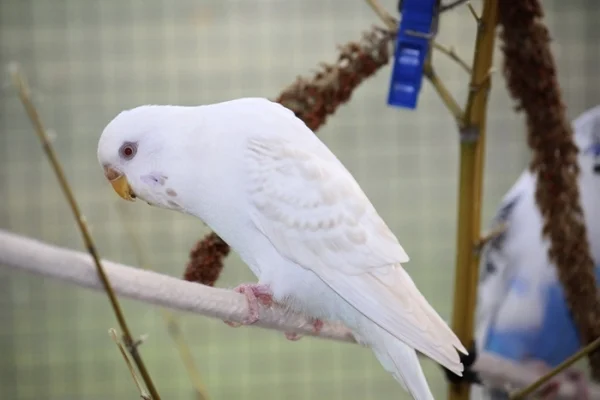 Wellensittich-Bild: meine Lacewing Lizzy