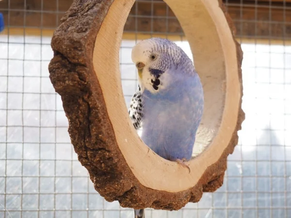 Wellensittich-Bild: Quennie in ihrem Holzring