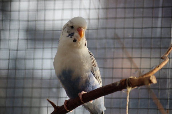 Luuk