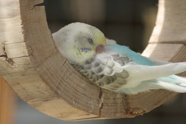 Wellensittich-Bild: Mäxchen beim Chillen im Holzring