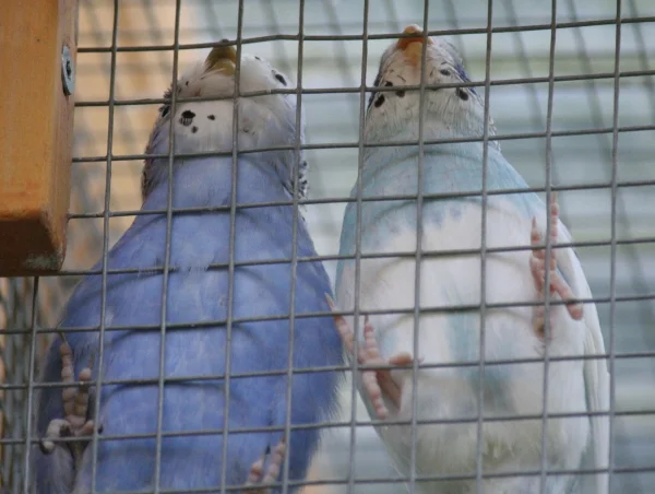 Wellensittich-Bild: Dipsy und Blue hängen einfach mal ein bisschen ab und dann mal weiter sehen, was der Tag noch so bringt!