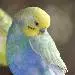 Raik