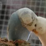 Geschwisterliebe
