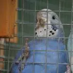 Dipsy und Blue 2