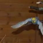 Raiks Flug