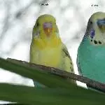 Henk (Henkyboy) und Coco