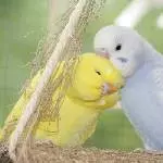 Schmusebild