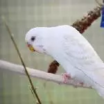 Lacewing