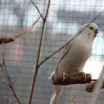 die Schöne