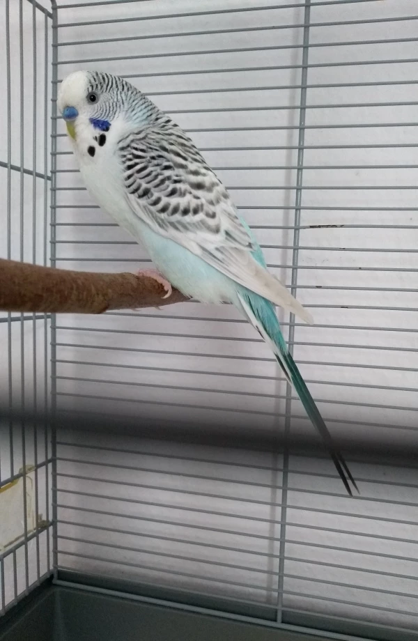 Wellensittich-Bild: Heute ist mein neuer Wellifreund Buddy eingezogen 