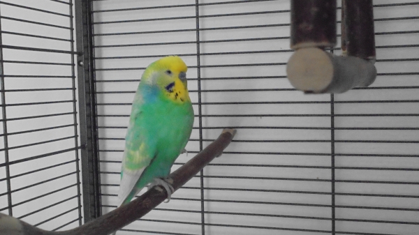Pino