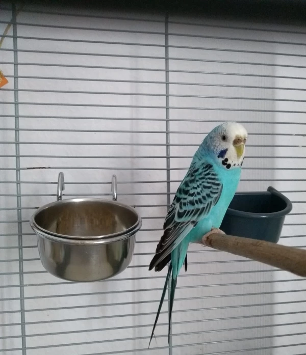 Wellensittich-Bild: So ein schönes Mädchen die Elly.