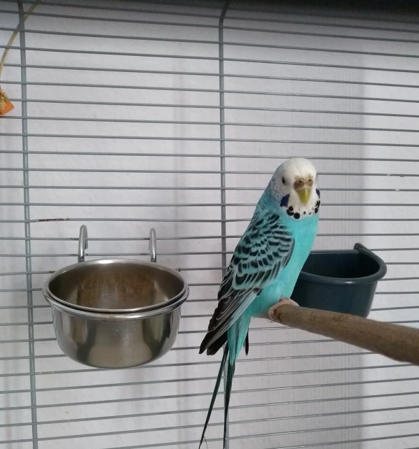 Wellensittich-Bild: Mein neues Schwarmmitglied Elly.